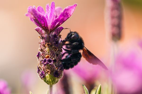 Carpenter Bee on Lavender Flower Free Photo