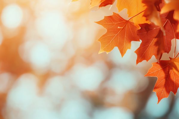 Fall Background Free Download Orange Fall Leaves Free Image