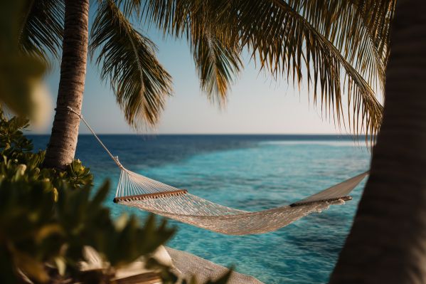 Hammock Between Palm Trees Summer Tropical Vacation Free Image