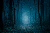 Mysterious, blue-toned forest pathway. Footpath in the dark, foggy, autumnal, cold forest among high trees.