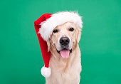 Golden Retriever in Santa Claus hat sits on a green background. Christmas card with dog with place for text