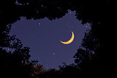 Looking up a strawberry crescent moon through the natural trees frame