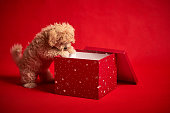 Puppy With Gift On Red Background