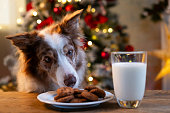 Curious Dog Looking at Christmas Cookies and Milk