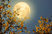 Beautiful flower blossom on tree with night skies and full moon.