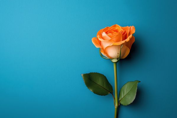 Orange Rose with Space for Text Free Image