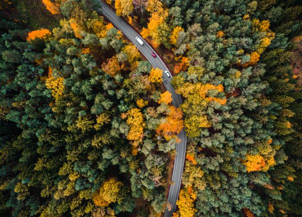 Road in the Woods Aerial Free Photo