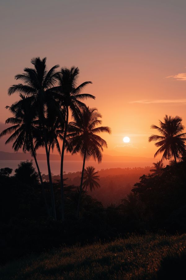 Silhouettes of Hawaiian Palms at a Gorgeous Sunset Free Image