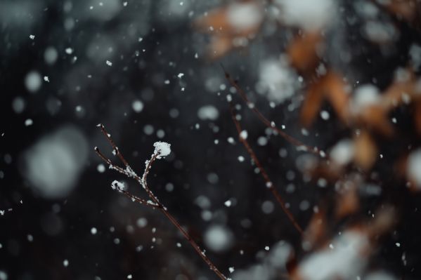 Snowfall in Nature Free Image