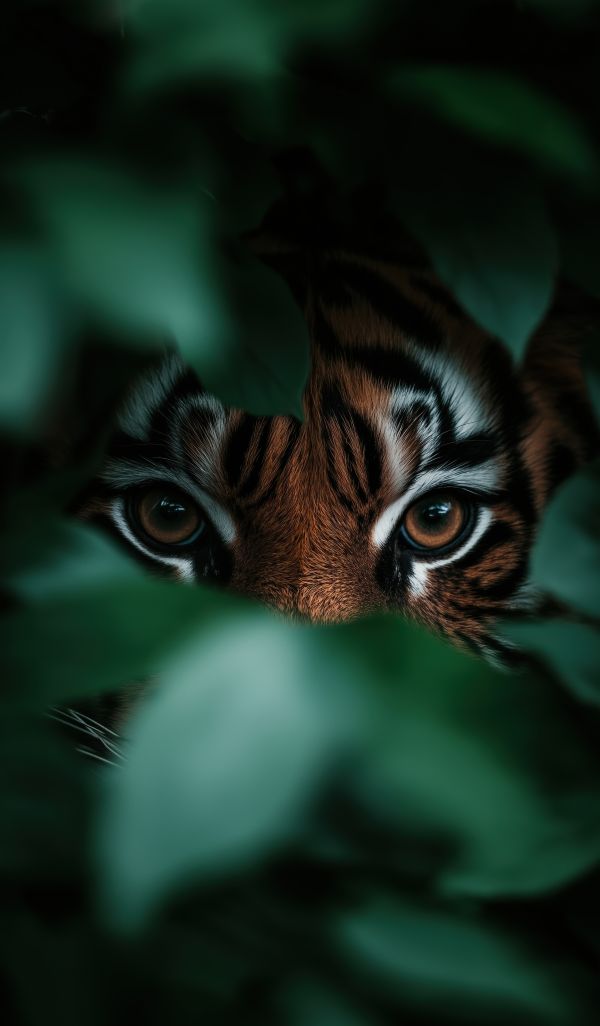 Tiger Eyes Looking from the Bushes Free Image