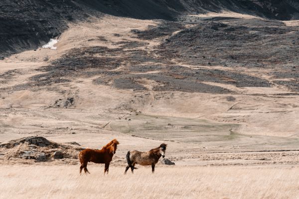 Two Wild Horses in Nature Free Photo